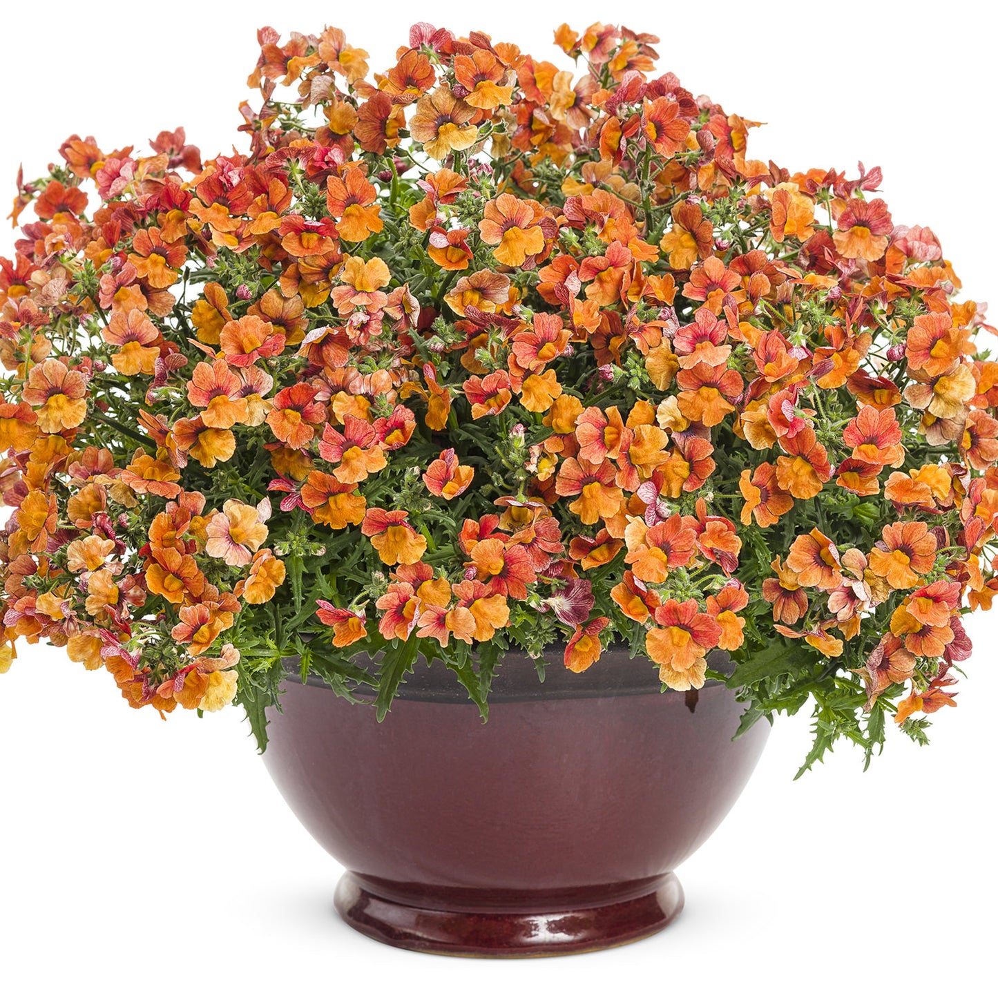 A dark red ceramic pot filled with lush Sunsatia® Blood Orange™ Nemesia—vibrant orange, yellow, and red blooms with green foliage—perfect for patio planters and displayed against a white background - Photo Courtesy of Proven Winners, Inc. Decorative pot not included.