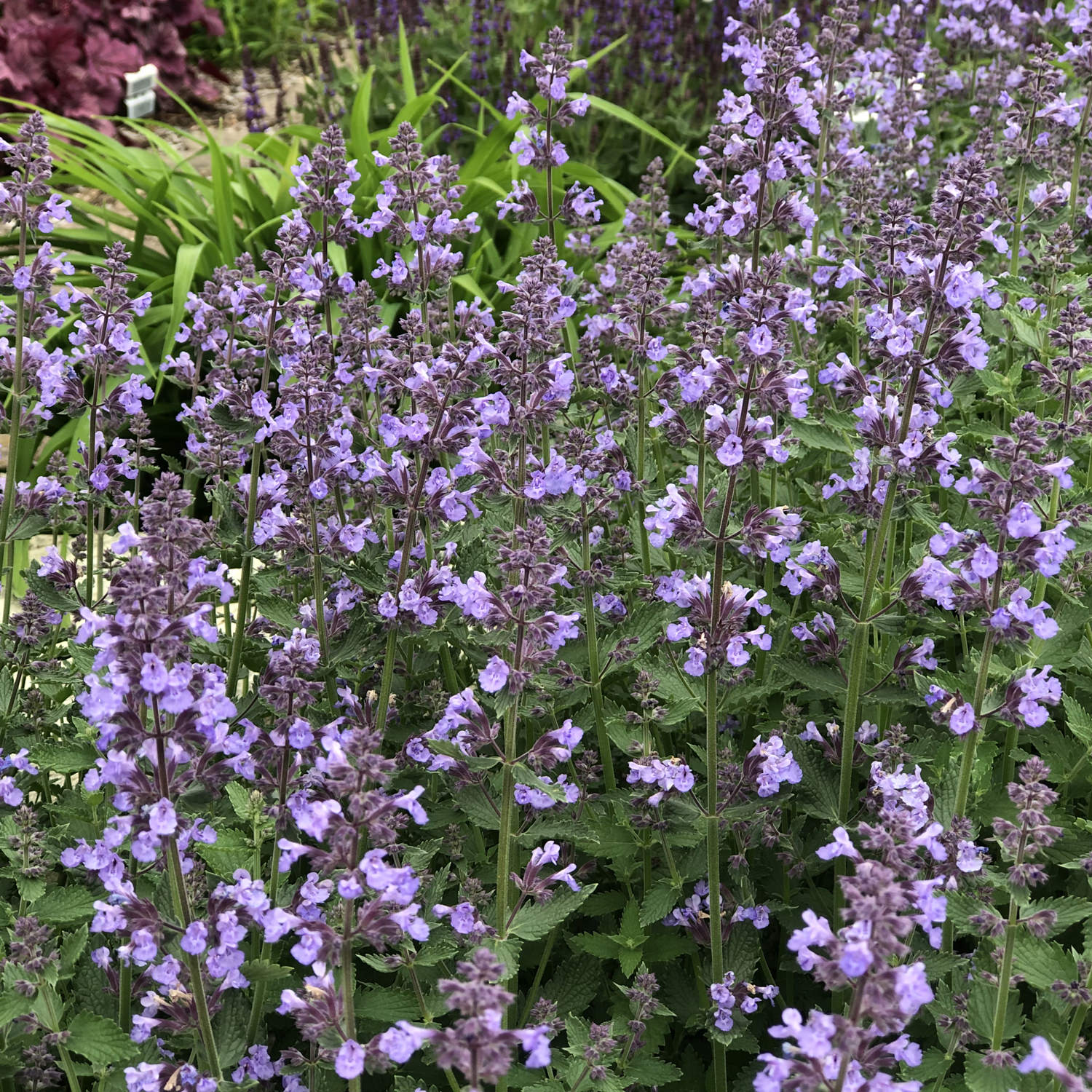 Dense spikes of lush green leaves and clusters of lavender-blue flowers create a vibrant garden display with 'Cats Meow' Catmint (Nepeta - Photo Property of Garden Crossings LLC.