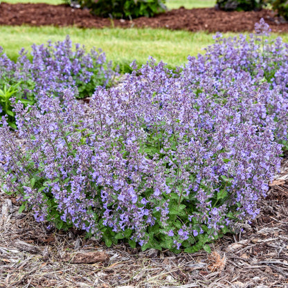 Catwalk Queen' Catmint (Nepeta) - Photo Courtesy of Walters Gardens, Inc.