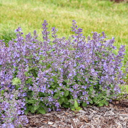 Catwalk Queen' Catmint (Nepeta) - Photo Courtesy of Walters Gardens, Inc.