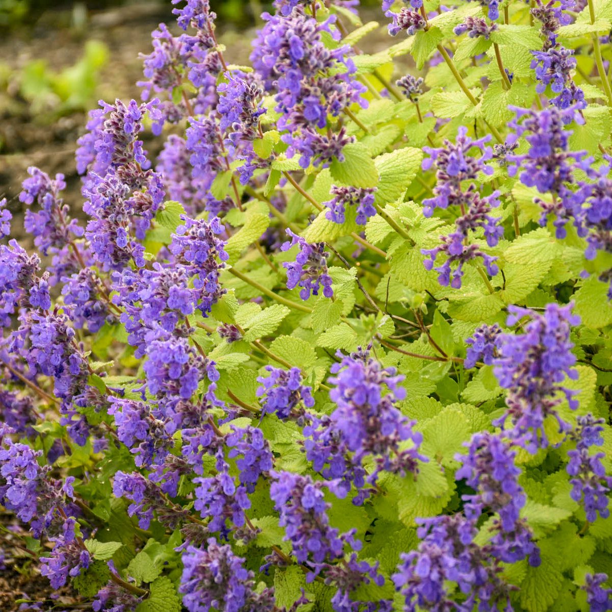 Close-up of 'Chartreuse On the Loose' Catmint (Nepeta) is a bushy perennial with vibrant purple flower clusters and light green, serrated leaves, thriving in natural gardens and blooming for an extended period - Photo Courtesy of Walters Gardens, Inc.