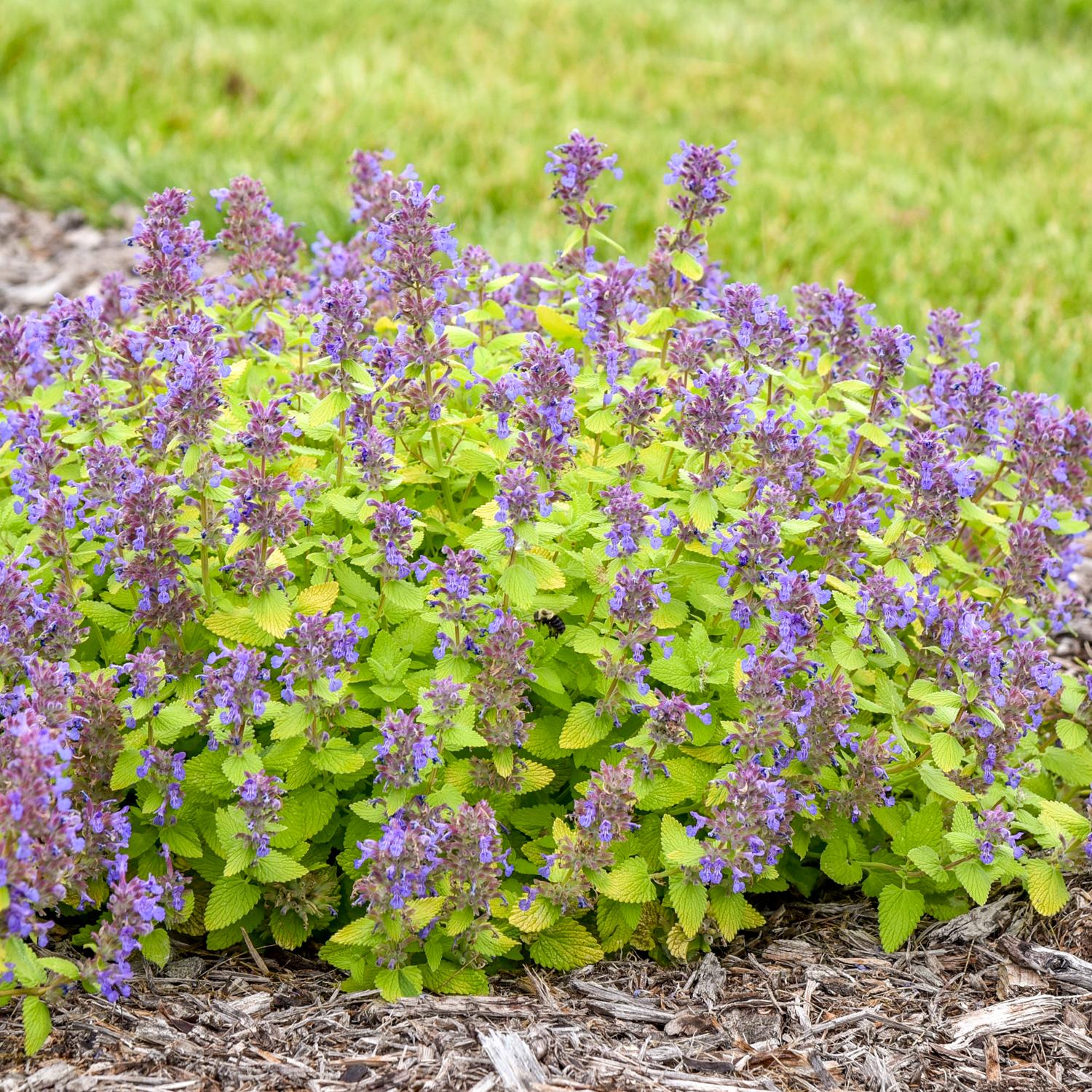 ‘Lemon Purrfection’ Catmint (Nepeta)  with clusters of small purple flowers planted in a mulched bed with blurred grass in the background - Photo Courtesy of Walters Gardens, Inc.