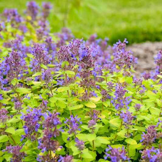 Lemon Purrfection' Catmint (Nepeta) - Photo Courtesy of Walters Gardens, Inc.