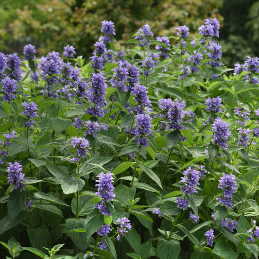 Prelude™ Blue Catmint (Nepeta) - Photo Courtesy of Ball Horticulure, Inc.