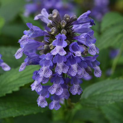 Prelude™ Blue Catmint (Nepeta) - Photo Courtesy of Ball Horticulure, Inc.