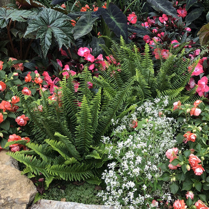 Kimberly Queen Queen Fern (Nephrolepis) - Photo Property of Garden Crossings LLC