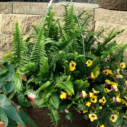 Kimberly Queen Queen Fern (Nephrolepis) - Photo Property of Garden Crossings LLC