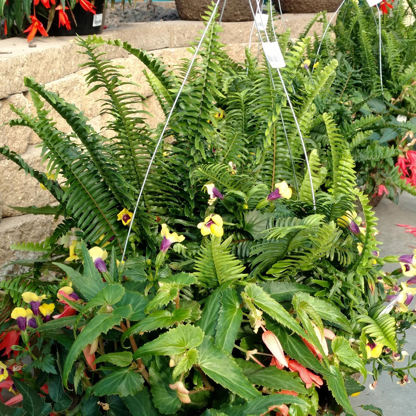 Kimberly Queen Queen Fern (Nephrolepis) - Photo Property of Garden Crossings LLC