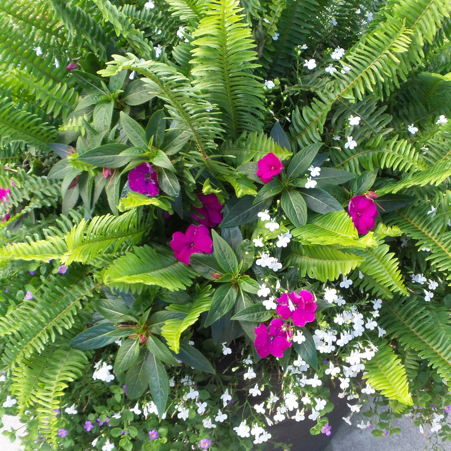 Kimberly Queen Queen Fern (Nephrolepis) - Photo Property of Garden Crossings LLC