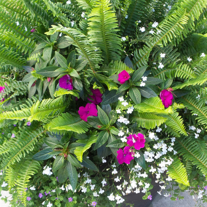 Kimberly Queen Queen Fern (Nephrolepis) - Photo Property of Garden Crossings LLC