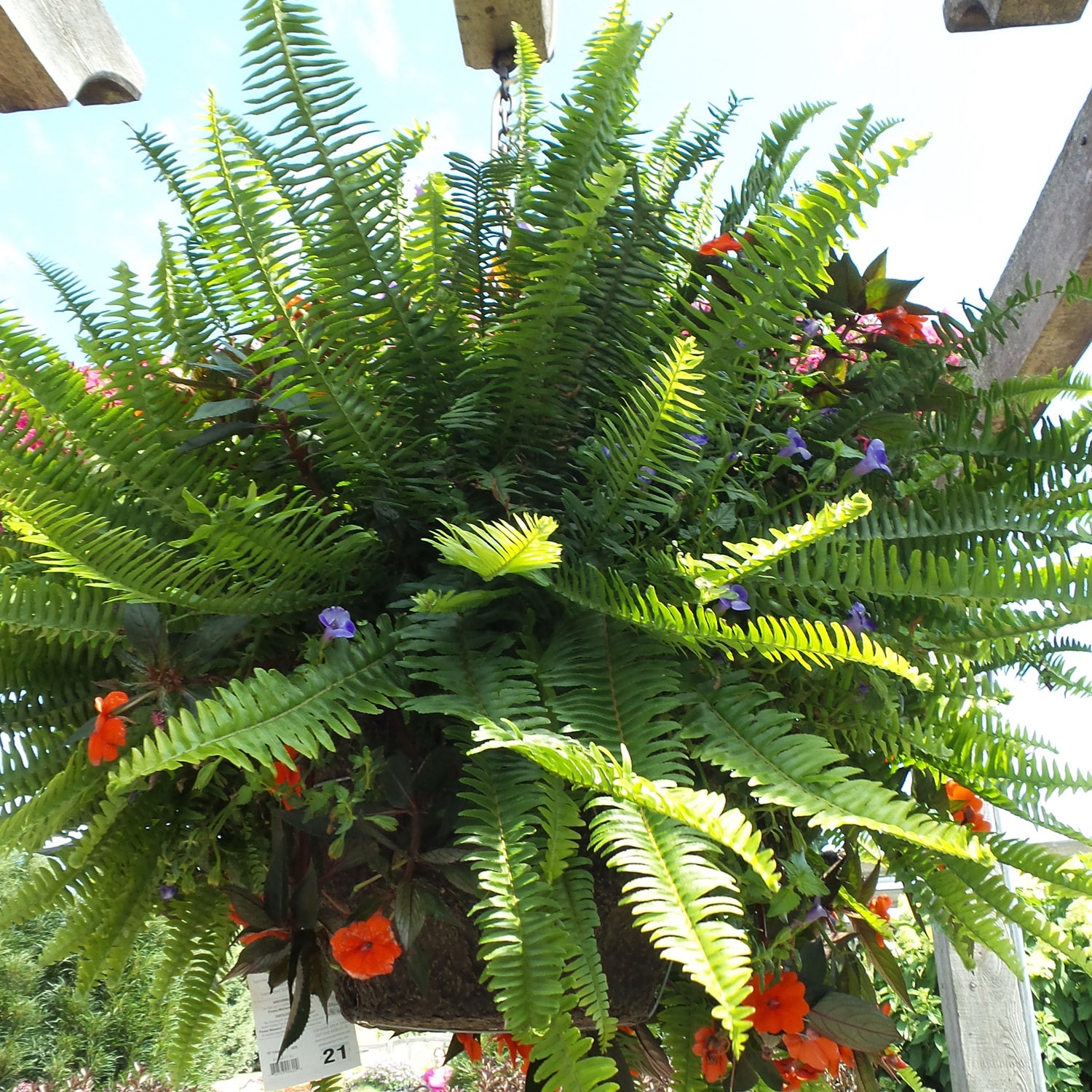 Kimberly Queen Queen Fern (Nephrolepis) - Photo Property of Garden Crossings LLC