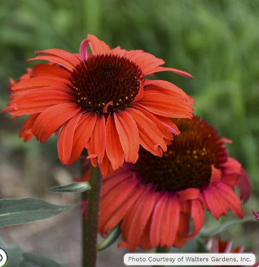 Orange red coneflower blooms growing in a perennial garden