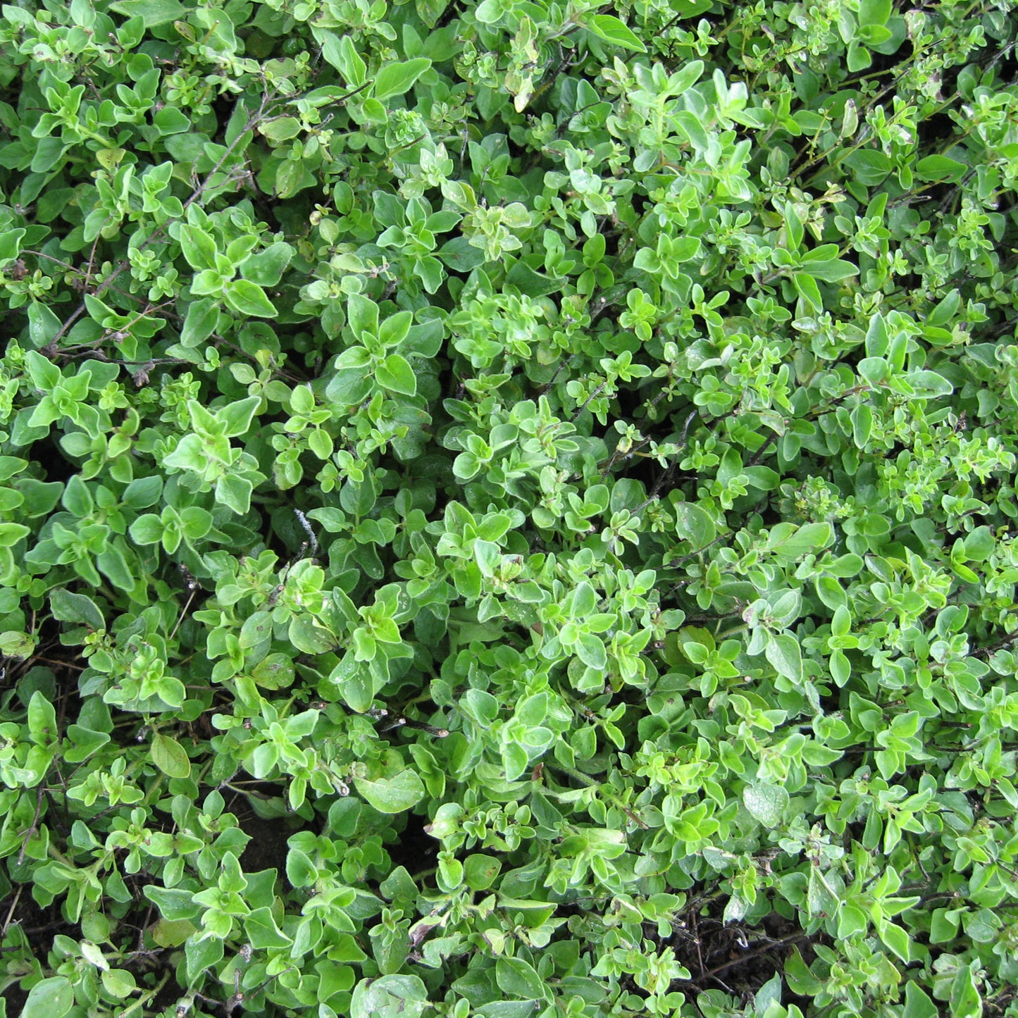 Greek' Oregano (Origanum) - Photo Courtesy of Burpee