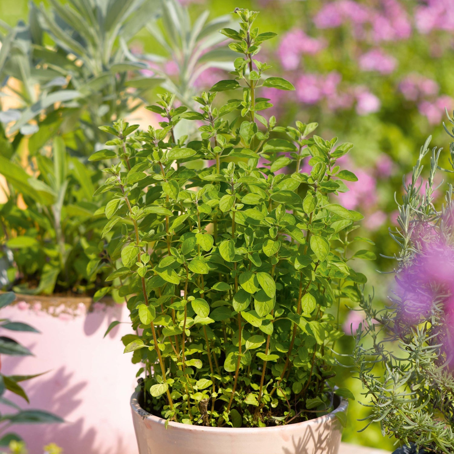 succulent oregano Italian' Oregano (Origanum)