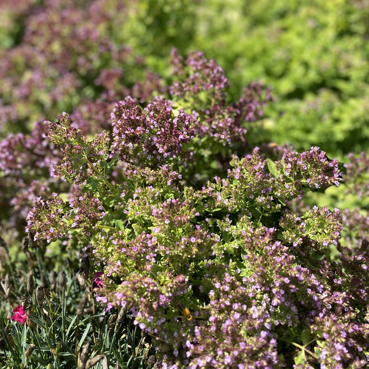 Drops of Jupiter' Ornamental Oregano (Oreganum) - Photo Property of Garden Crossings LLC