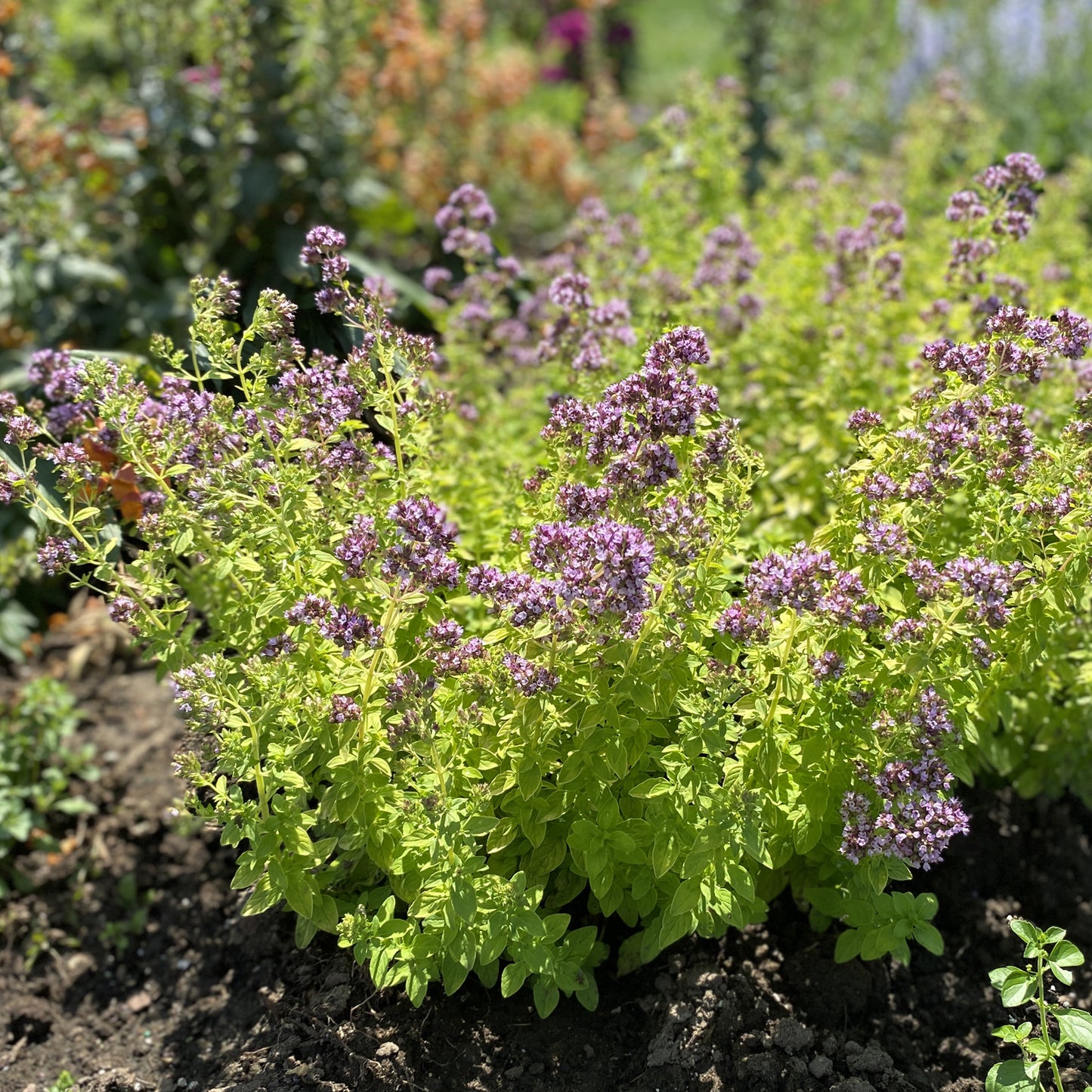 Drops of Jupiter' Ornamental Oregano (Oreganum) - Photo Property of Garden Crossings LLC
