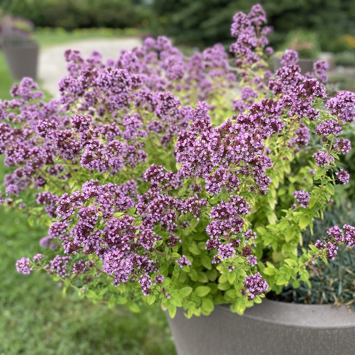 Drops of Jupiter' Ornamental Oregano (Oreganum) - Photo Property of Garden Crossings LLC