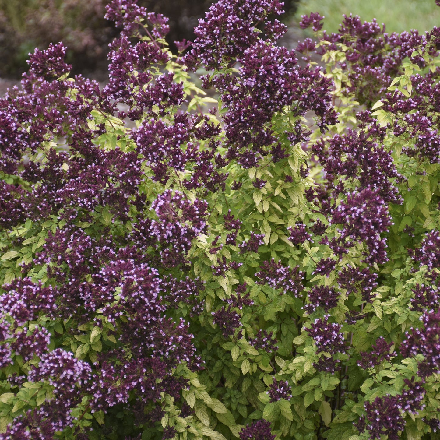 Drops of Jupiter' Ornamental Oregano (Oreganum) - Photo Courtesy of Walters Gardens, Inc.