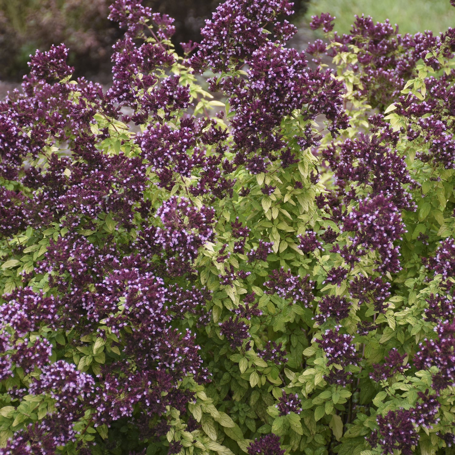 Drops of Jupiter' Ornamental Oregano (Oreganum) - Photo Courtesy of Walters Gardens, Inc.