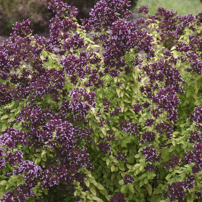Drops of Jupiter' Ornamental Oregano (Oreganum) - Photo Courtesy of Walters Gardens, Inc.