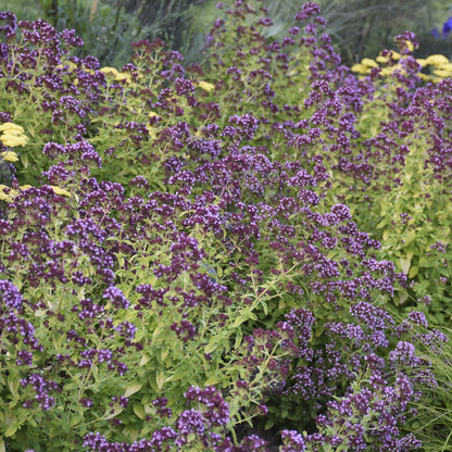 Drops of Jupiter' Ornamental Oregano (Oreganum) - Photo Courtesy of Walters Gardens, Inc.