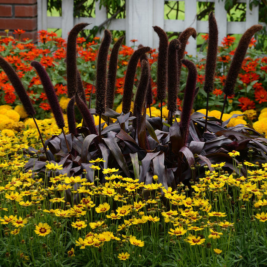 A vibrant garden showcases tall, dark brown Copper Prince' Millet (Pennisetum) surrounded by yellow and orange flowers, forming a striking fall display with a white fence and red brick building in the background - Photo Courtesy of Ball Horticulture, Inc.