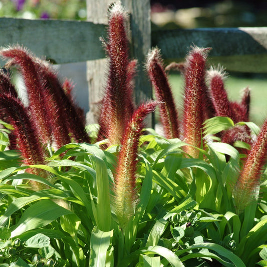 Tall, fuzzy, dark red plumes of Jade Princess' Millet (Pennisetum) stand above bright green leaves in the garden, enhancing any landscape with dramatic color and texture. The wooden fence in the background completes the striking scene - Photo Courtesy of Ball Horticulture, Inc.