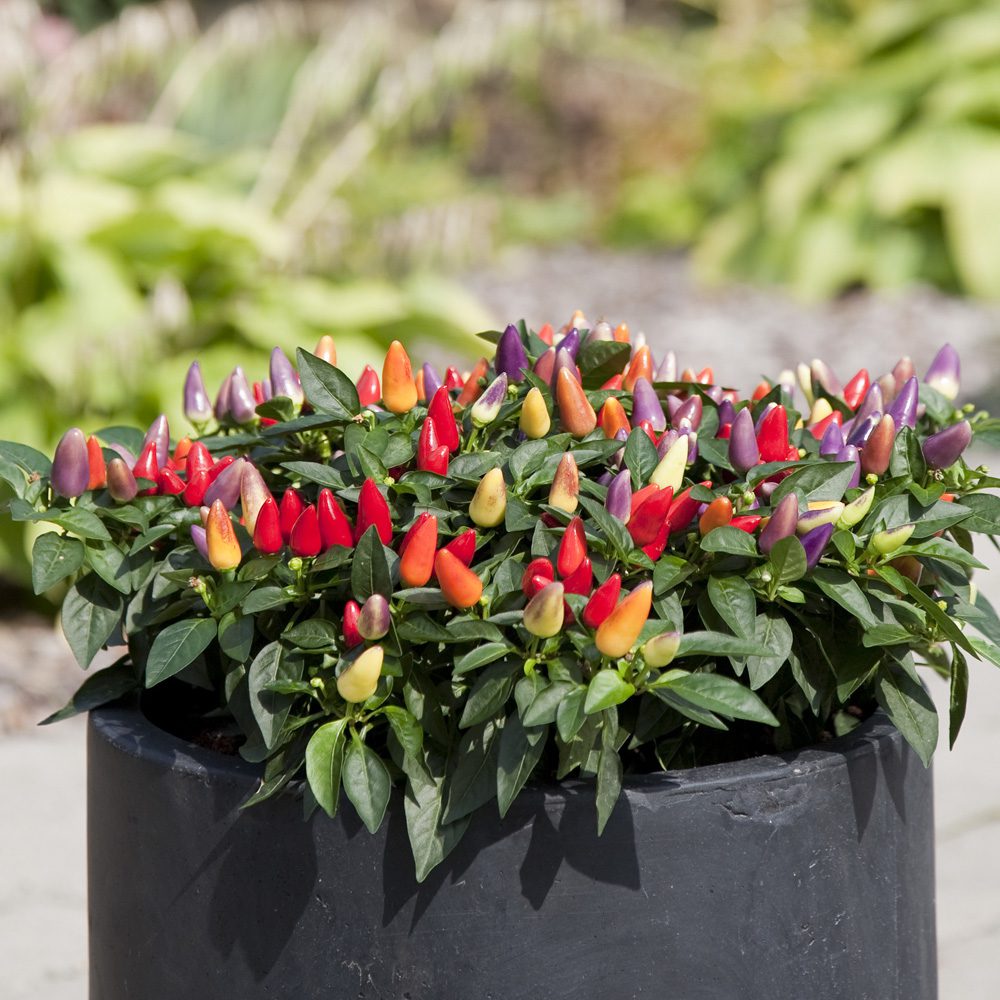 Acapulco Multicolor' Ornamental Pepper (Capsicum) - Photo Courtesy of Ball Horticulure, Inc.