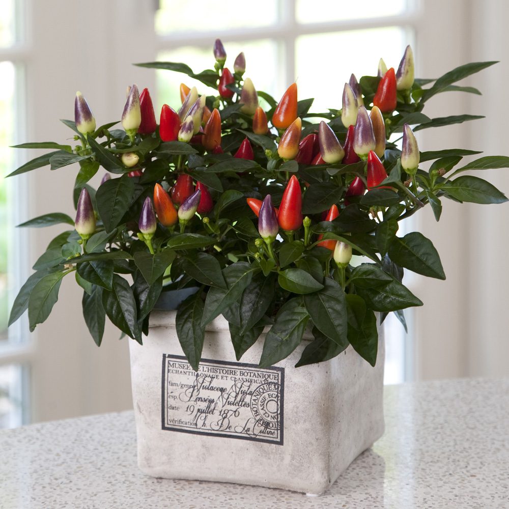Acapulco Multicolor' Ornamental Pepper (Capsicum) - Photo Courtesy of Ball Horticulure, Inc.