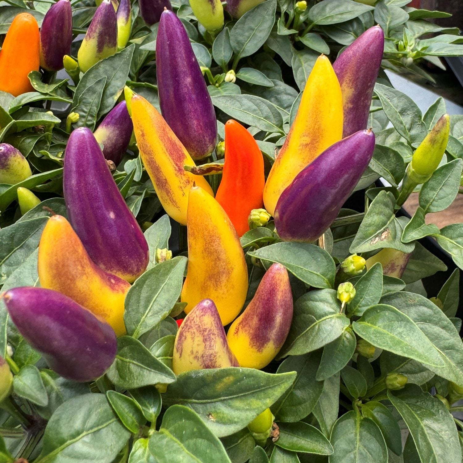 Acapulco Multicolor' Ornamental Pepper (Capsicum) - Photo Property of Garden Crossings LLC