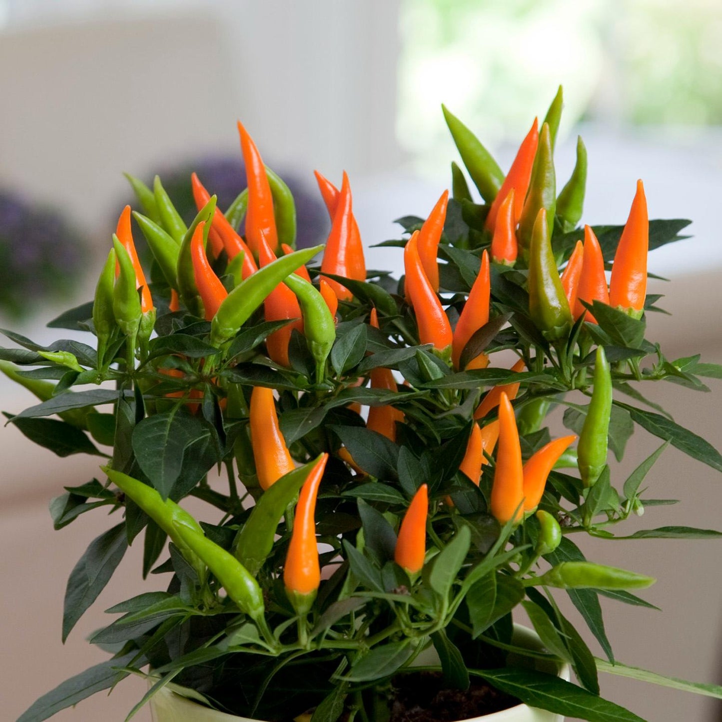 Santos Orange' Ornamental Pepper (Capsicum) - Photo Courtesy of Ball Horticulure, Inc.