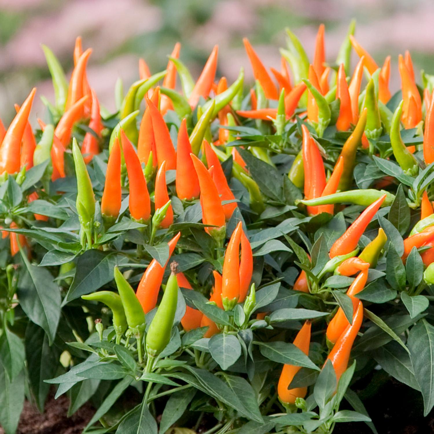 A Santos Orange' Ornamental Pepper (Capsicum) with dark green leaves and numerous small orange and green peppers, their tips pointing up - Photo Courtesy of Ball Horticulure, Inc.