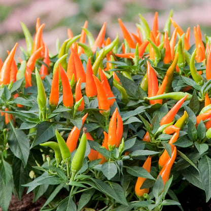 A Santos Orange' Ornamental Pepper (Capsicum) with dark green leaves and numerous small orange and green peppers, their tips pointing up - Photo Courtesy of Ball Horticulure, Inc.