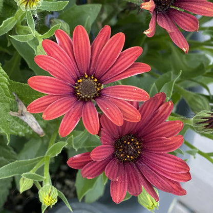 Bright Lights™ Red African Daisy (Osteospermum) - Photo Property of Garden Crossings LLC