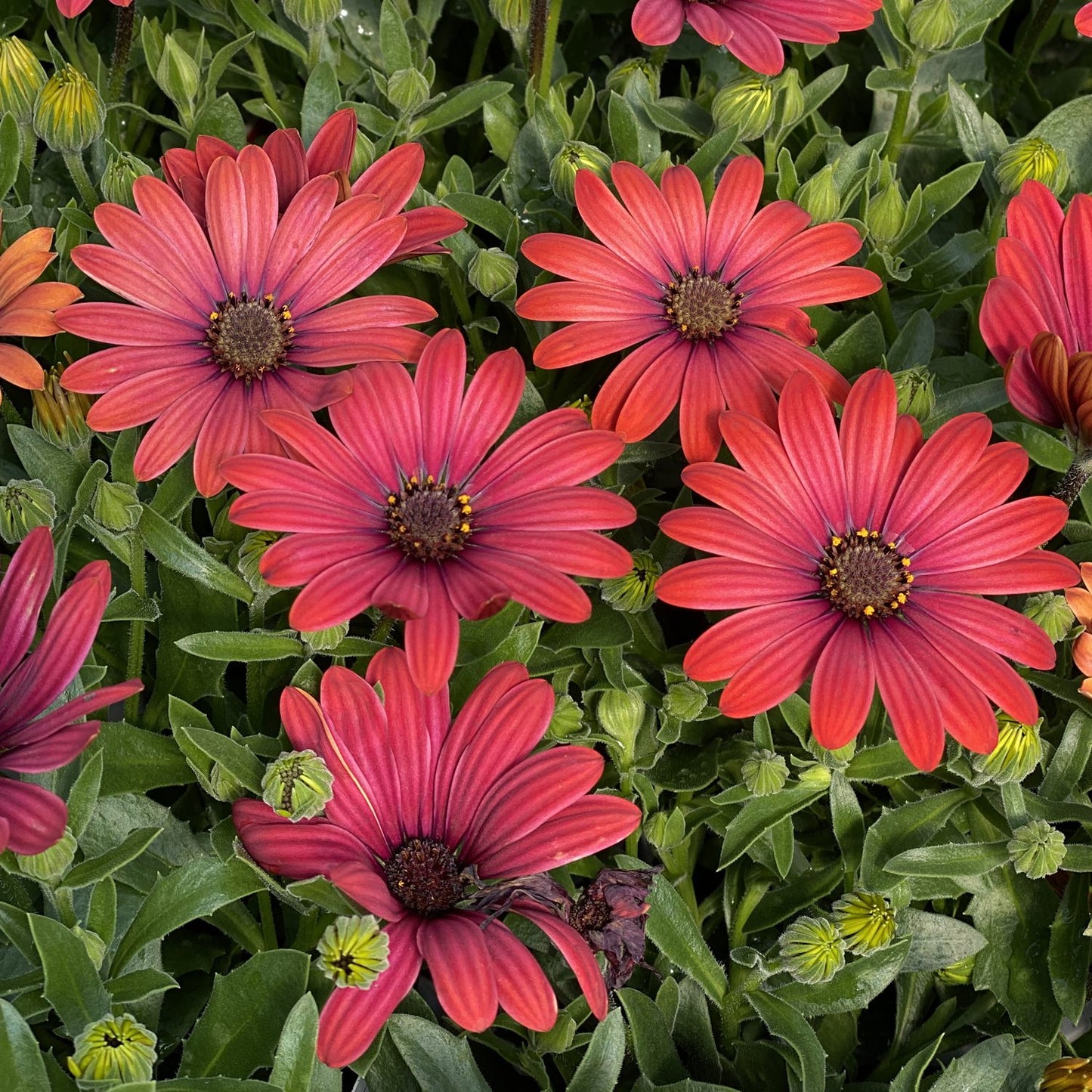 Bright Lights™ Red African Daisy (Osteospermum) - Photo Property of Garden Crossings LLC