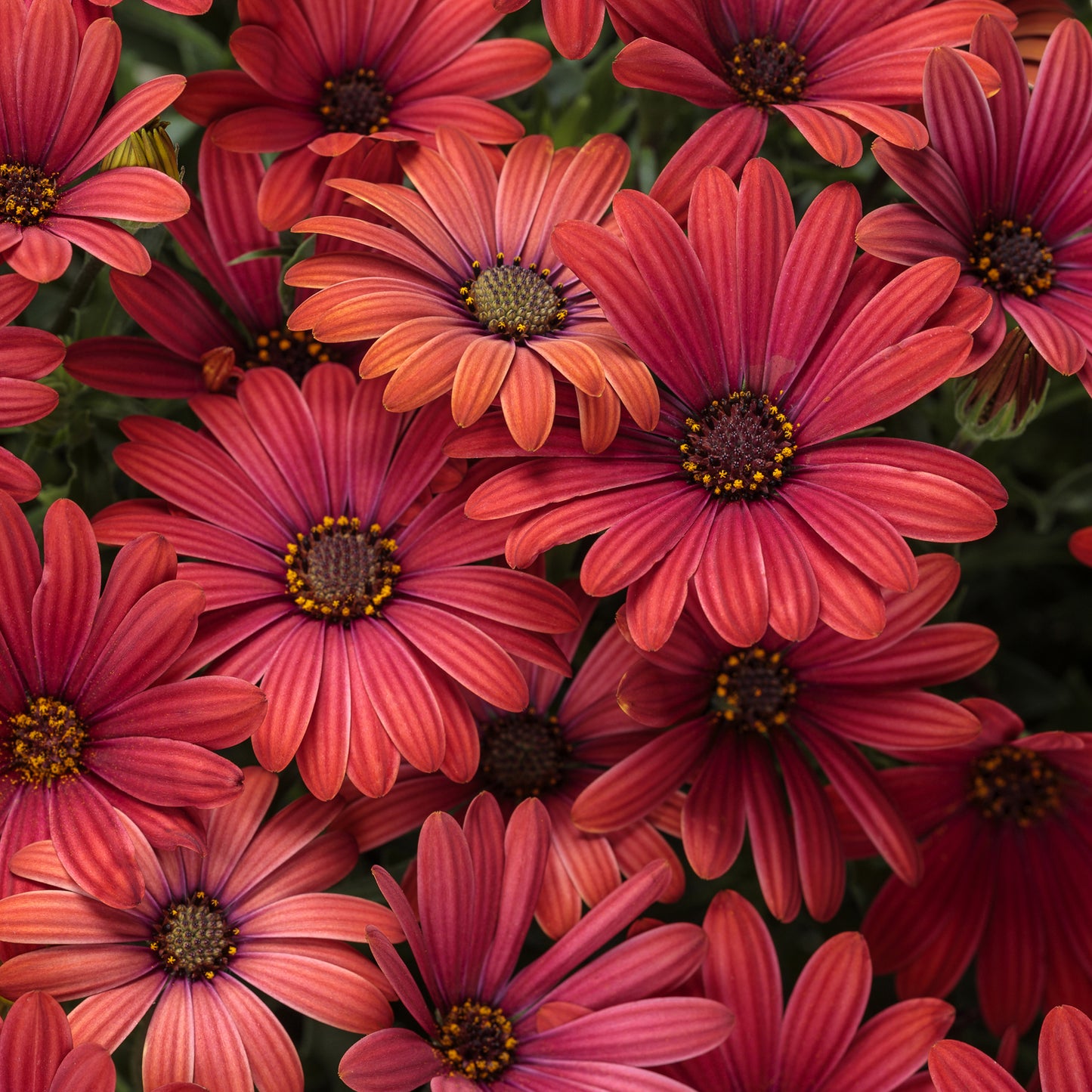 Bright Lights™ Red African Daisy (Osteospermum) - Photo Courtesy of Proven Winners, Inc.