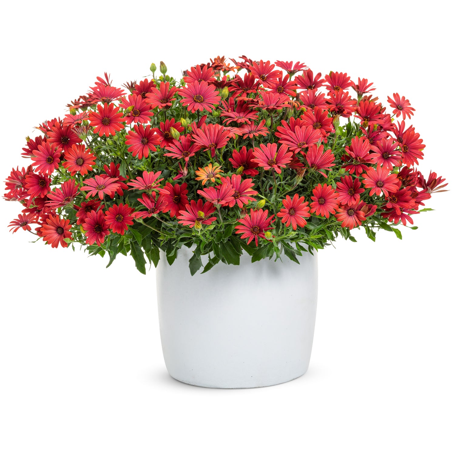 Bright Lights™ Red African Daisy (Osteospermum) - Photo Courtesy of Proven Winners, Inc.