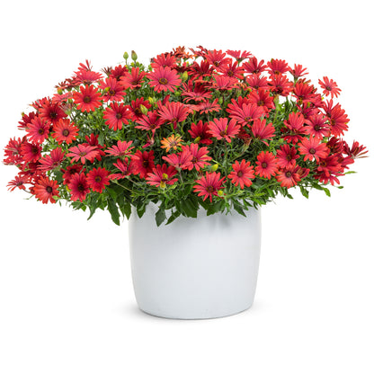 Bright Lights™ Red African Daisy (Osteospermum) - Photo Courtesy of Proven Winners, Inc.