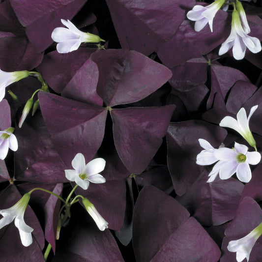 Charmed® Wine Shamrock (Oxalis) - Photo Courtesy of Proven Winners, Inc.