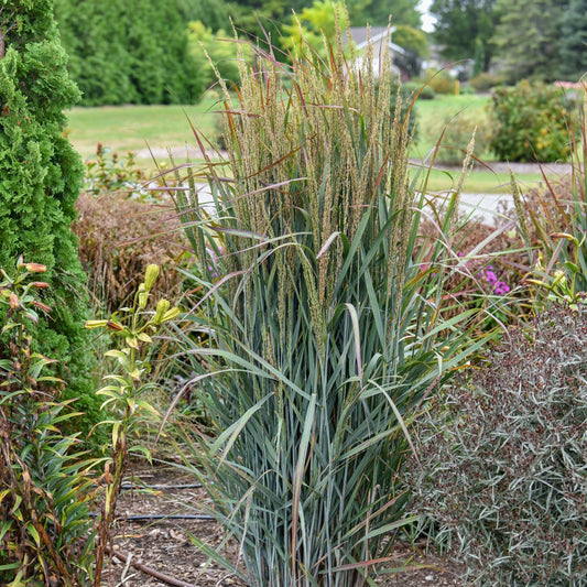 A tall, dense clump of Prairie Winds® 'Blue Spear' Switch Grass (Panicum) displays thin upright green leaves and feathery tan flower spikes, growing in a landscaped garden amid other shrubs and greenery - Photo Courtesy of Walters Gardens, Inc.