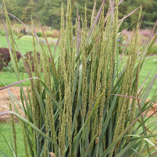 Close-up of tall, narrow green stalks of Prairie Winds® 'Blue Spear' Switch Grass (Panicum) with feathery yellowish seed heads grow densely in an outdoor garden, set against a background of blurred greenery - Photo Courtesy of Walters Gardens, Inc.