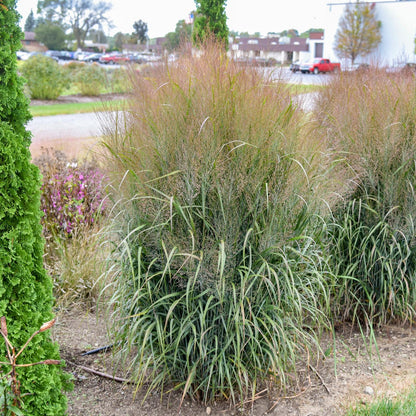 A large clump of Prairie Winds® 'October Sky' Switch Grass (Panicum) with tall, thin green and reddish blades grows in a landscaped garden bed among plants and trees, with buildings and parked cars visible in the background - Photo Courtesy of Walters Gardens, Inc.