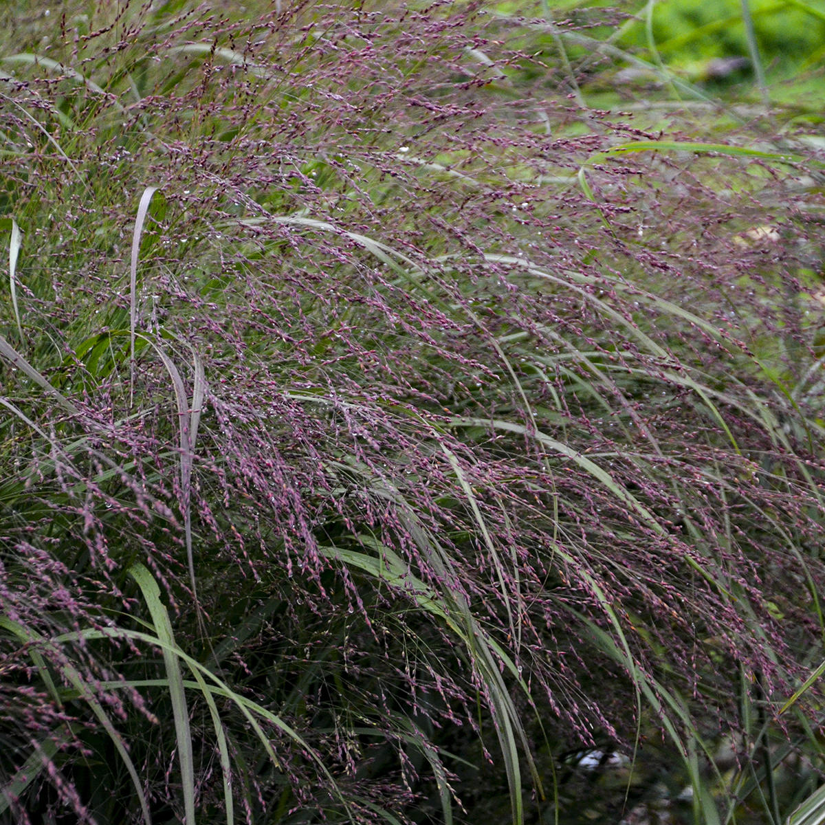 Prairie Winds® 'Apache Rose' Switch Grass | Full Sun
