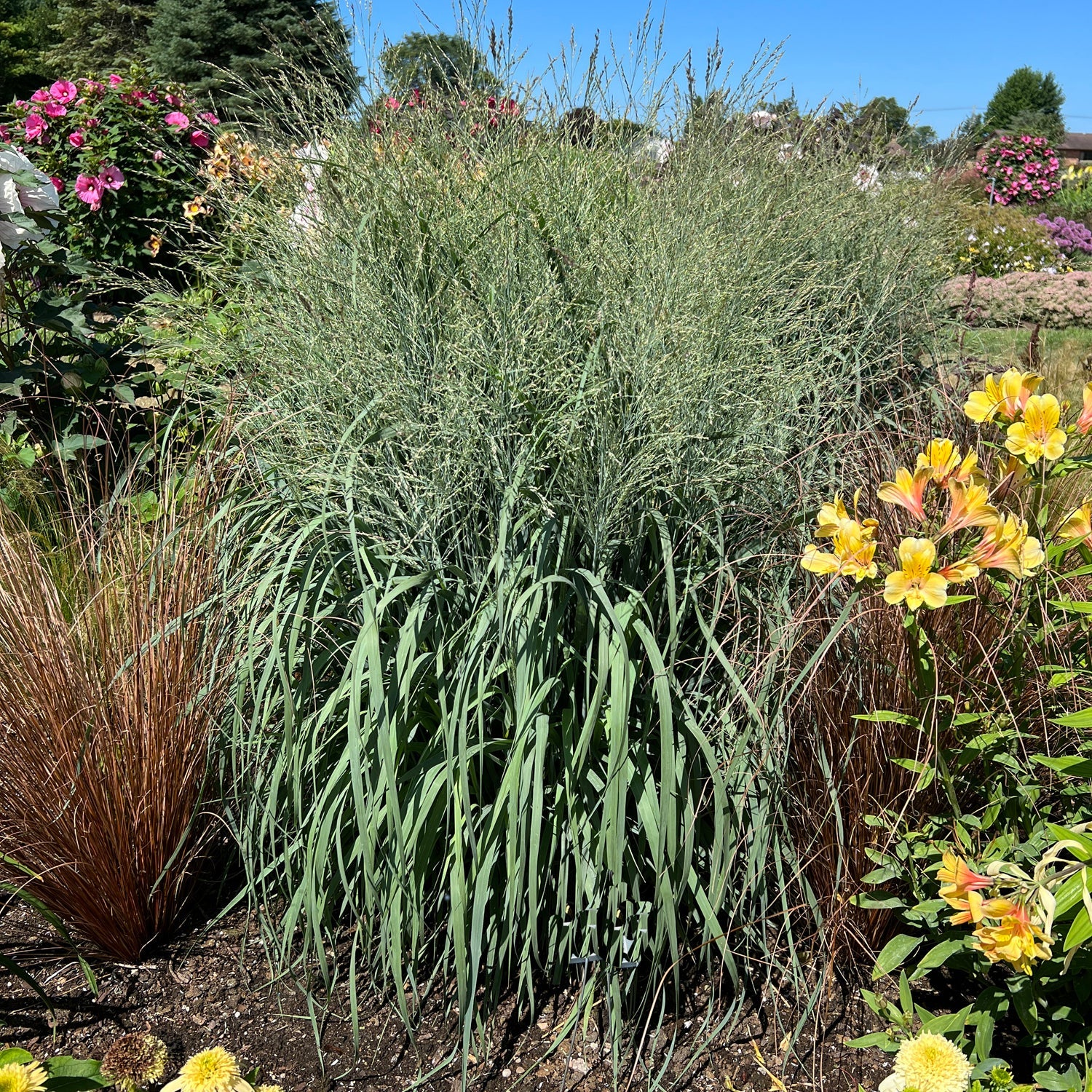 A large clump of Prairie Winds® 'Niagara Falls' Switch Grass (Panicum), with tall, thin green blades and feathery seed heads, stands among colorful flowers and other plants in a sunny garden - Photo Property of Garden Crossings LLC.