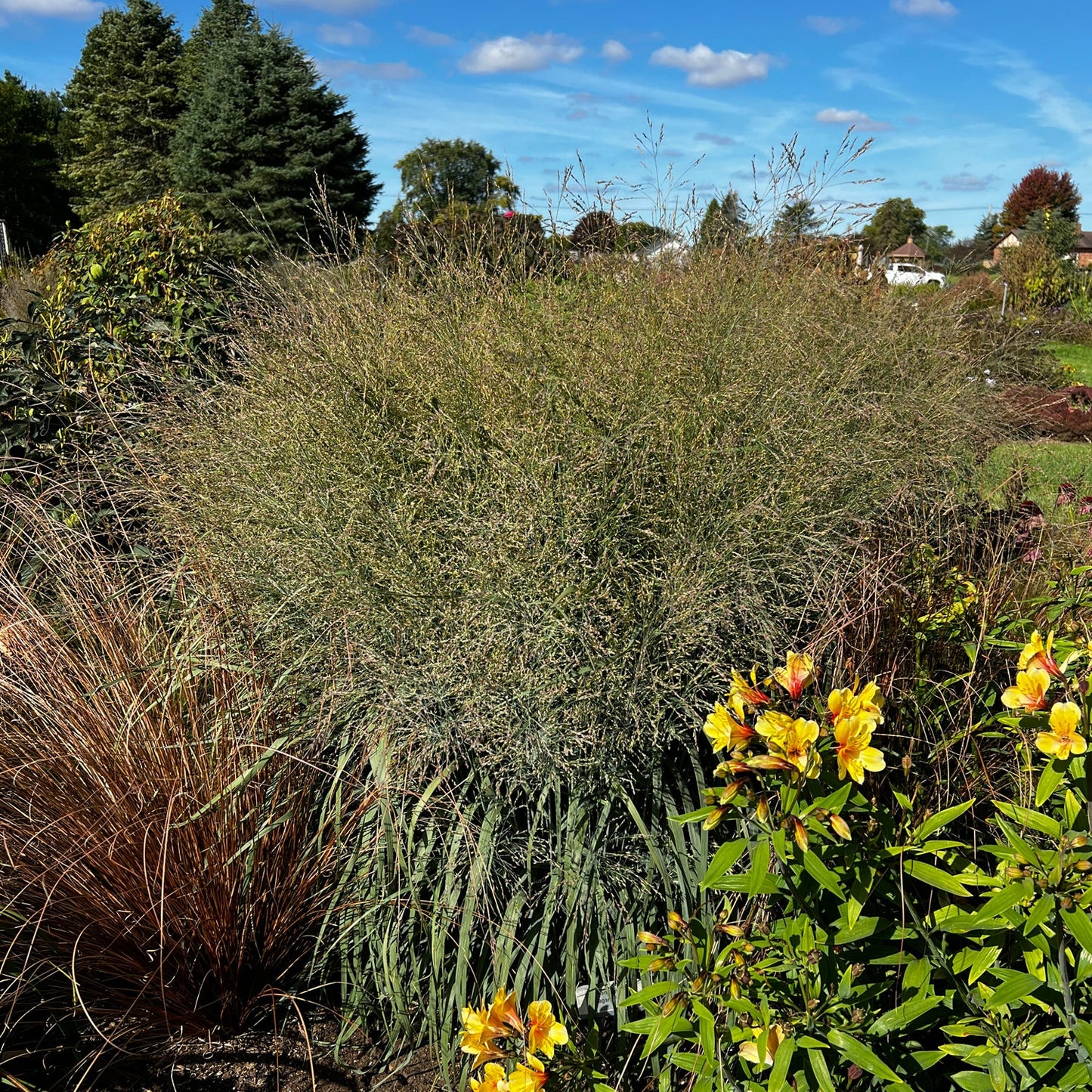 A dense clump of Prairie Winds® 'Niagara Falls' Switch Grass (Panicum) with fine blades grows in a garden bed beside yellow and orange flowers, set against tall evergreens and a blue sky with scattered clouds - Photo Property of Garden Crossings LLC.