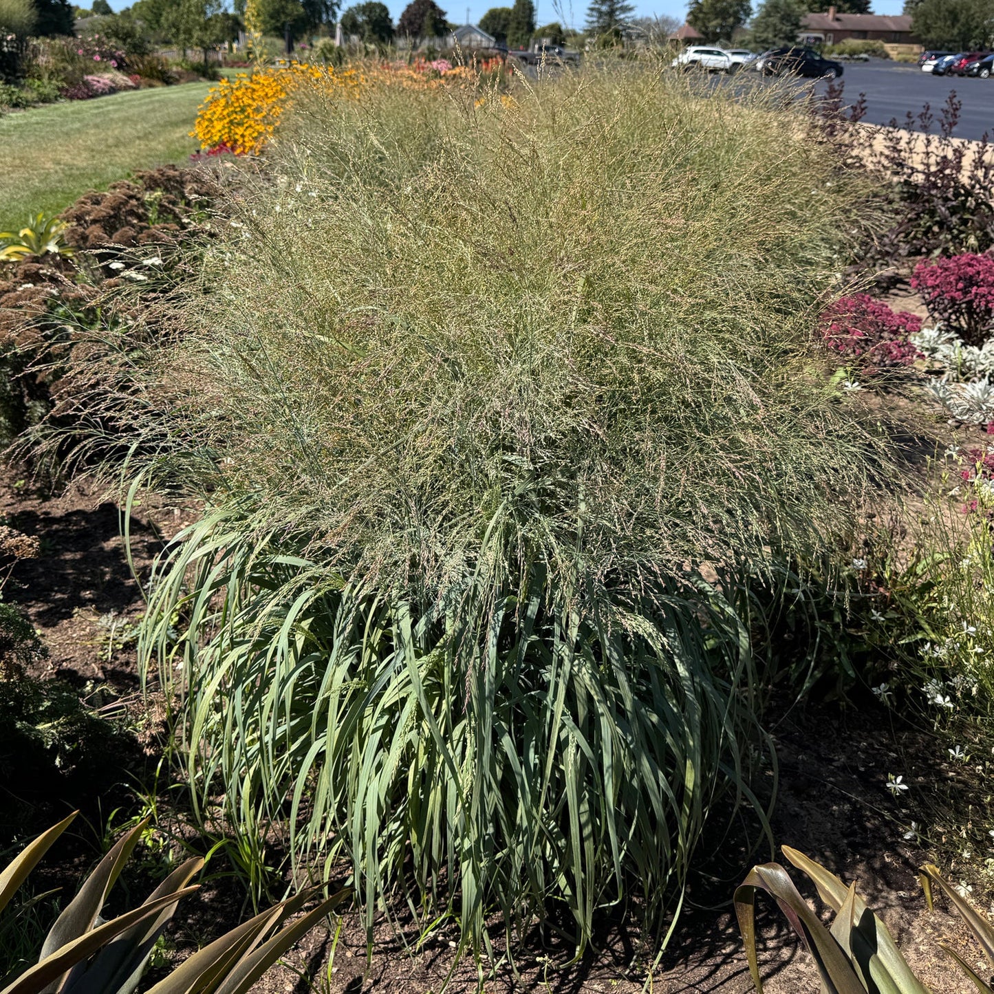 A large Prairie Winds® 'Niagara Falls' Switch Grass (Panicum) with arching green leaves and a feathery light green plume, growing in a landscaped garden bed among other ornamental grasses and plants - Photo Property of Garden Crossings LLC.