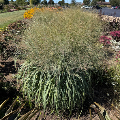 A large Prairie Winds® 'Niagara Falls' Switch Grass (Panicum) with arching green leaves and a feathery light green plume, growing in a landscaped garden bed among other ornamental grasses and plants - Photo Property of Garden Crossings LLC.