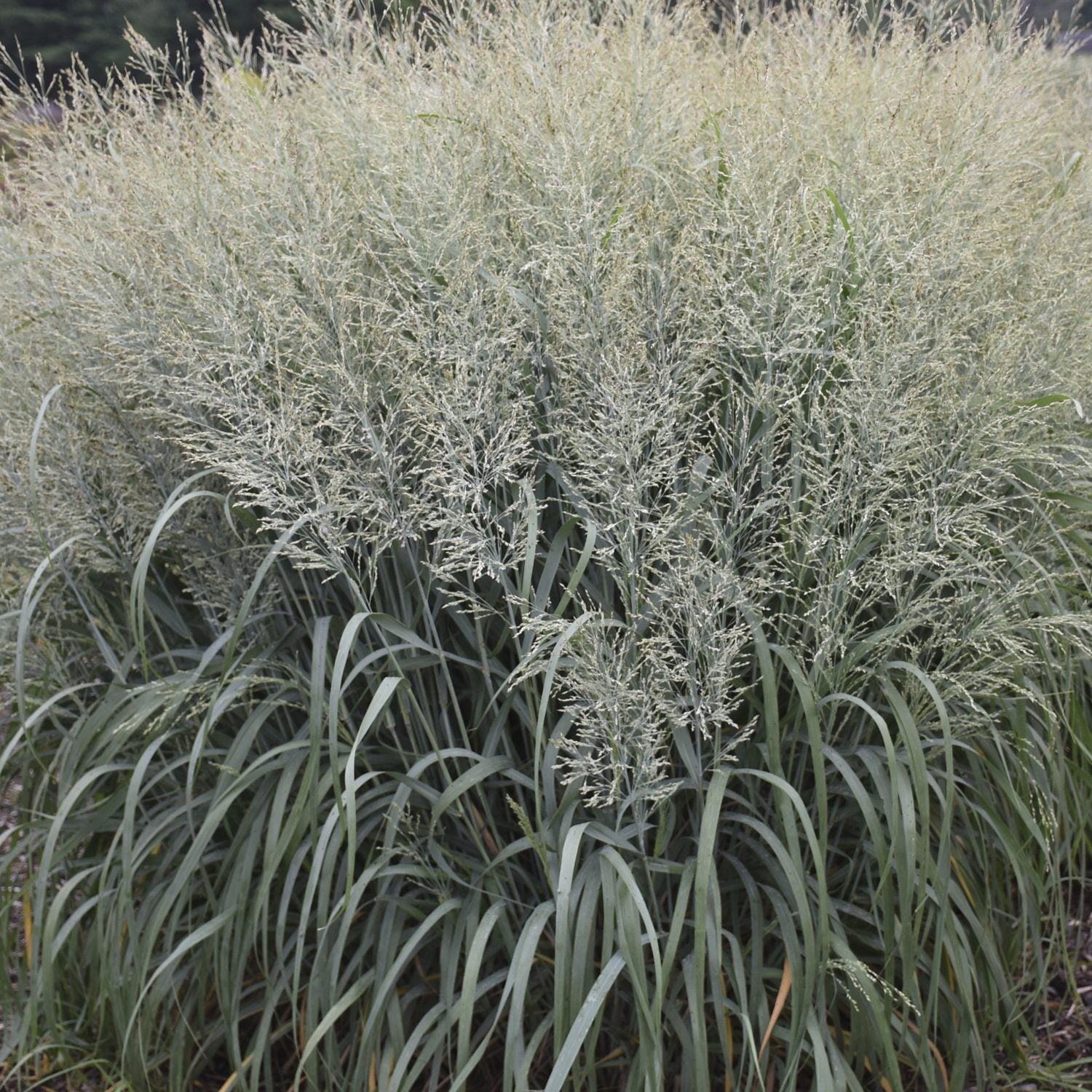 A dense cluster of Prairie Winds® 'Niagara Falls' Switch Grass (Panicum) features narrow green leaves and silvery, airy flower plumes, showcased outdoors in a natural setting - Photo Courtesy of Proven Winners, Inc.