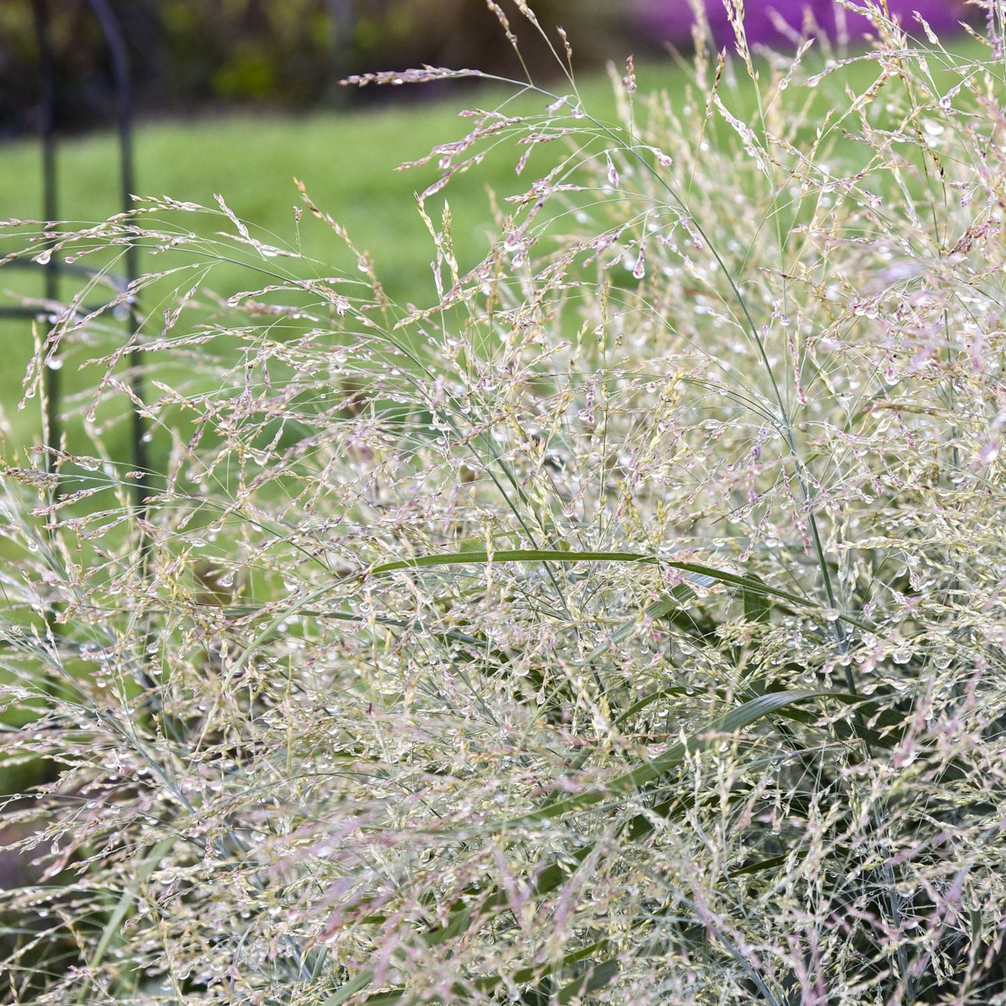 A close-up of Prairie Winds® 'Niagara Falls' Switch Grass (Panicum) shows its fine blades and dew-covered seed heads against a softly blurred green garden background - Photo Courtesy of Proven Winners, Inc.