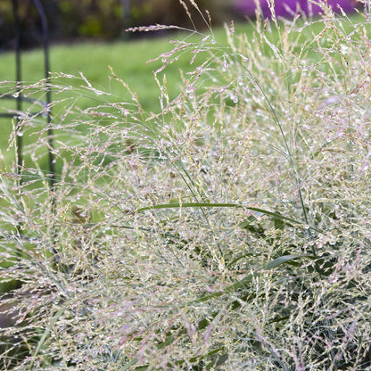 A close-up of Prairie Winds® 'Niagara Falls' Switch Grass (Panicum) shows its fine blades and dew-covered seed heads against a softly blurred green garden background - Photo Courtesy of Proven Winners, Inc.